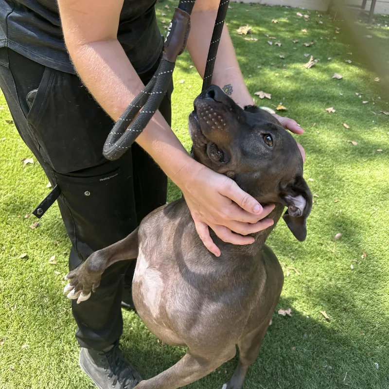 An adult medium-sized female Black American Staffordshire Terrier dog named Bonnie for adoption in Magnolia, TX
