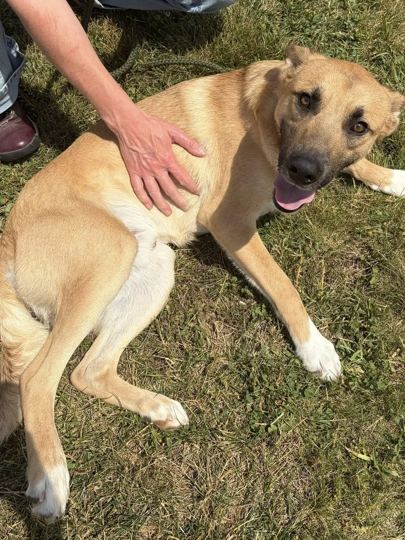 A young medium-sized male Yellow / Tan / Blond / Fawn German Shepherd Dog dog named Whiz O for adoption in Winchester, VA