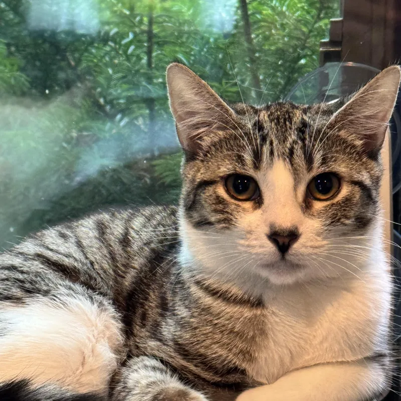 Dan Campbell thumbnail 2