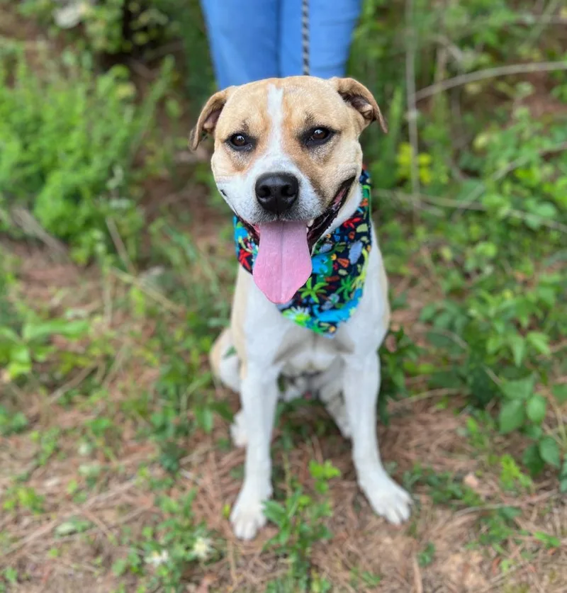 A baby large-sized male Mixed Breed dog named Butter Bean for adoption in Ellijay, GA