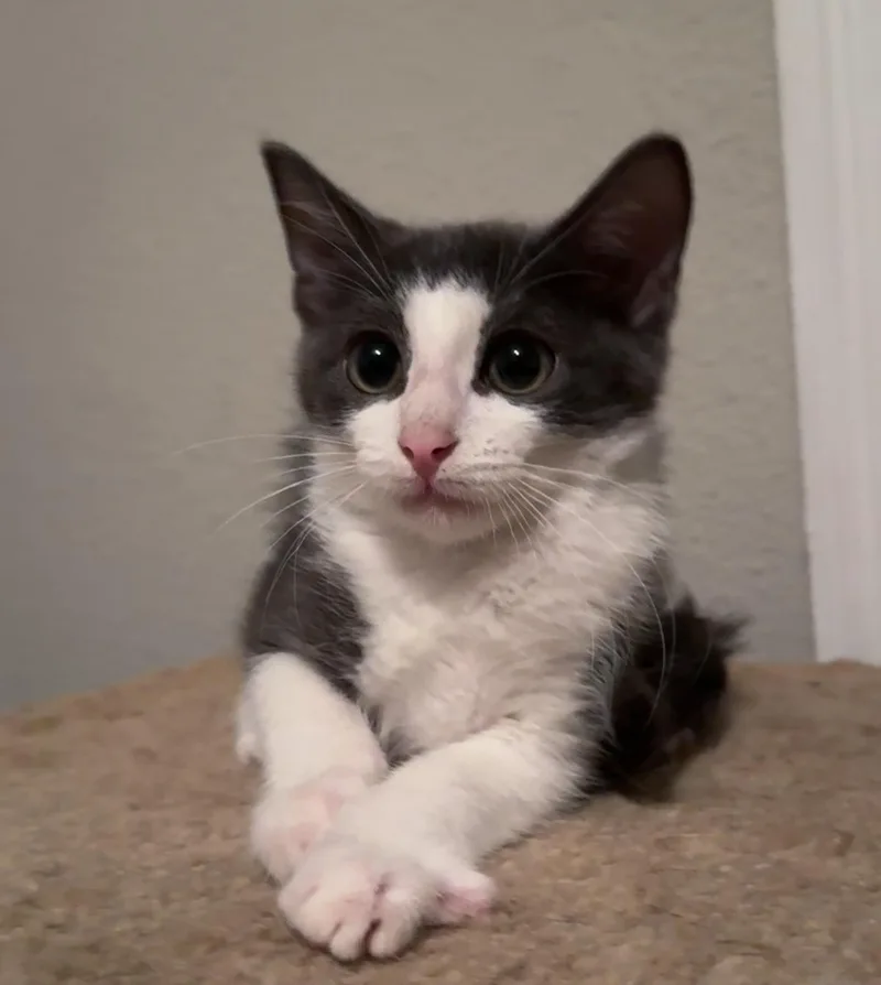A baby medium-sized male Gray & White Domestic Short Hair cat named Gravy for adoption in Jacksonville, FL