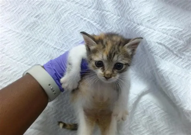 A baby small-sized female Domestic Short Hair cat named Stormi for adoption in Miami, FL