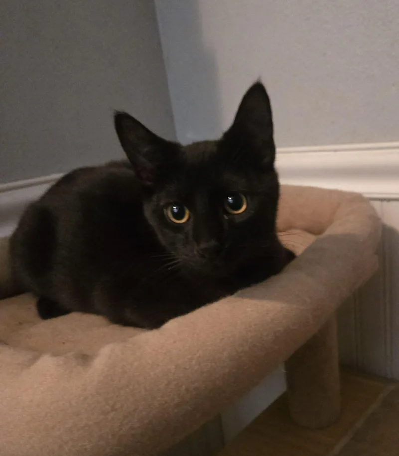 An adult medium-sized male Domestic Short Hair cat named Salem for adoption in Monrovia, CA