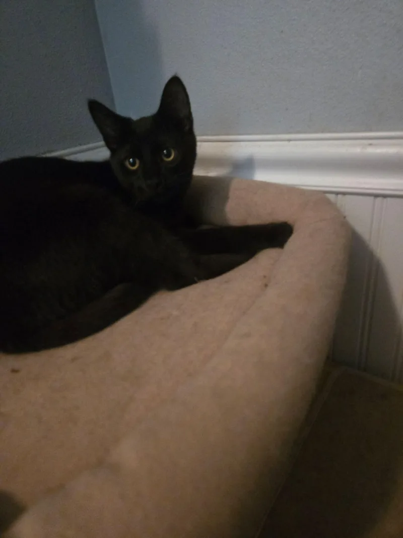 Salem thumbnail 2