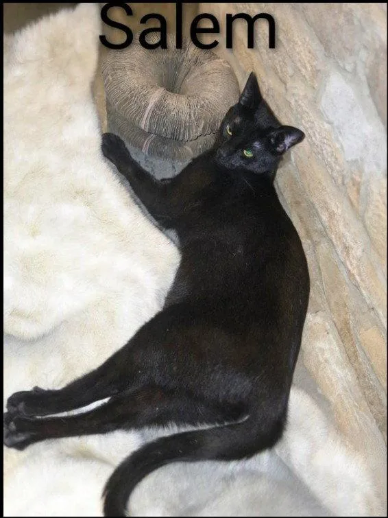 Salem thumbnail 3