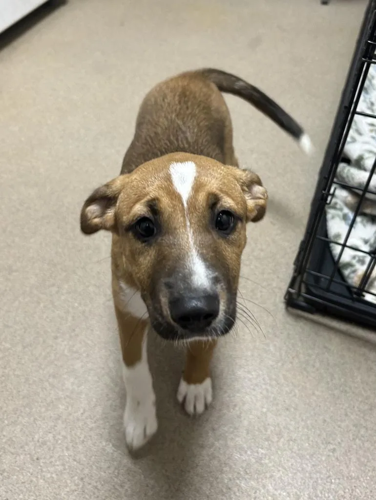 A baby medium-sized female Australian Shepherd dog named Sprinkles for adoption in New Manchester, WV