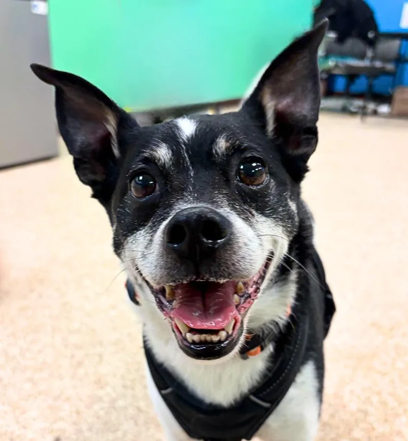 A senior small-sized male Rat Terrier dog named Scrappy for adoption in Utica, MI