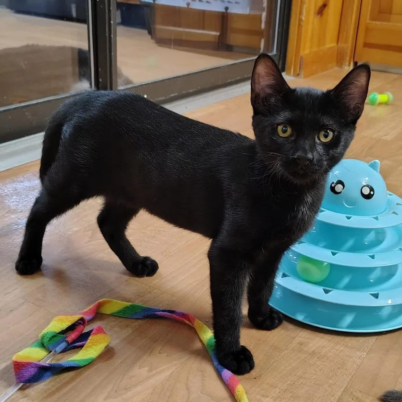 A baby medium-sized male Black Bombay cat named Hunter for adoption in Montour Falls, NY