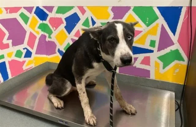 A young medium-sized female Border Collie dog named Sweetums for adoption in Baytown, TX
