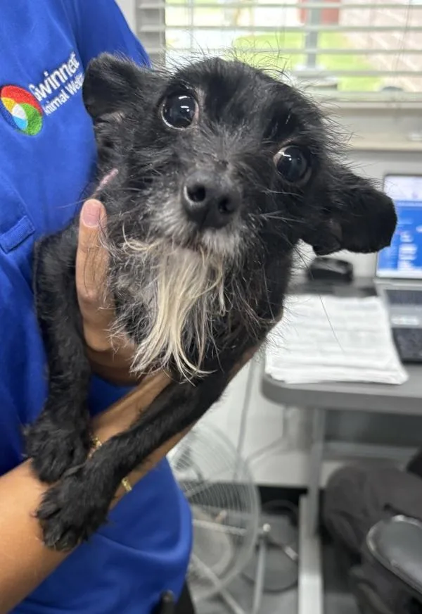 An adult small-sized male Chihuahua dog named Pen Mr. for adoption in Lawrenceville, GA