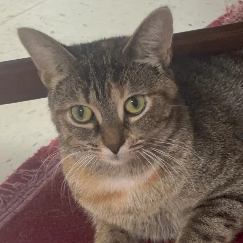 Dejavu C thumbnail 3