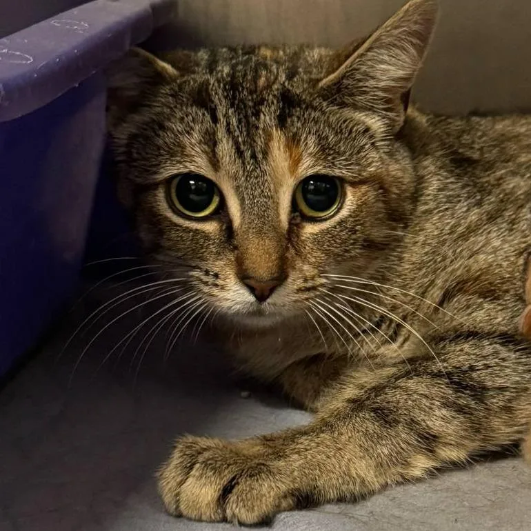 Dejavu C thumbnail 4