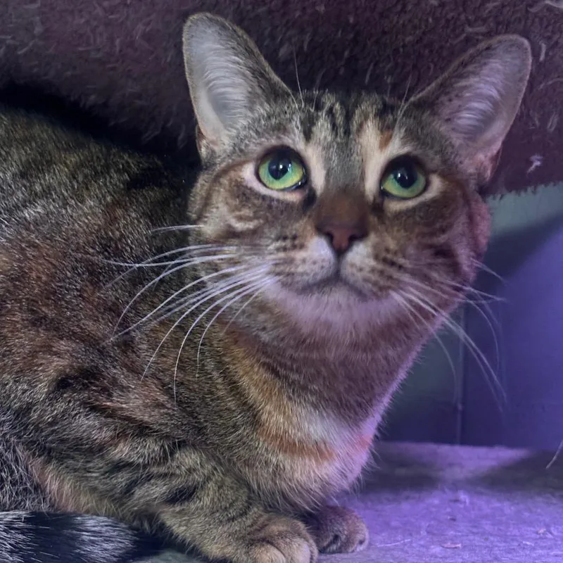 Dejavu C thumbnail 5