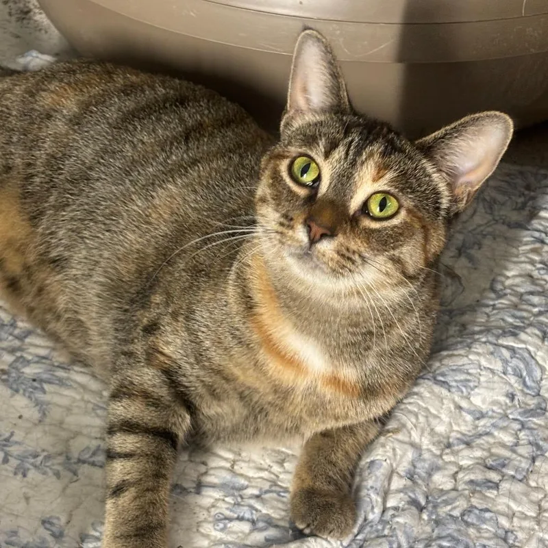 Dejavu C thumbnail 6