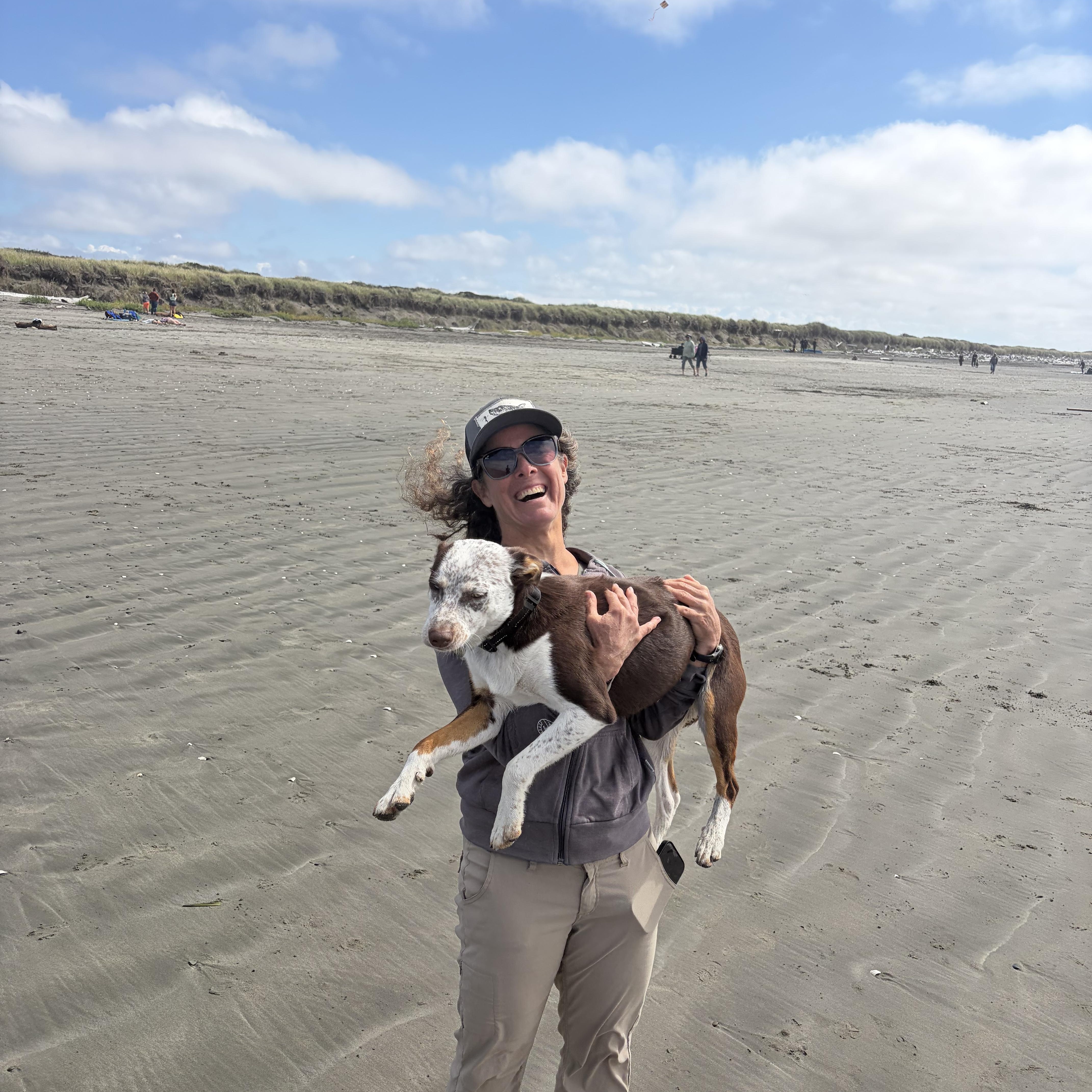 A young medium-sized female Australian Shepherd dog named Lucy for adoption in Olympia, WA