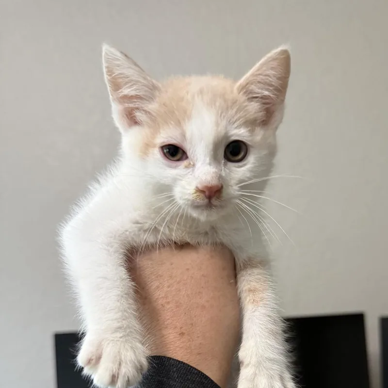 A baby small-sized female White Domestic Short Hair cat named Muffin for adoption in San Diego, CA