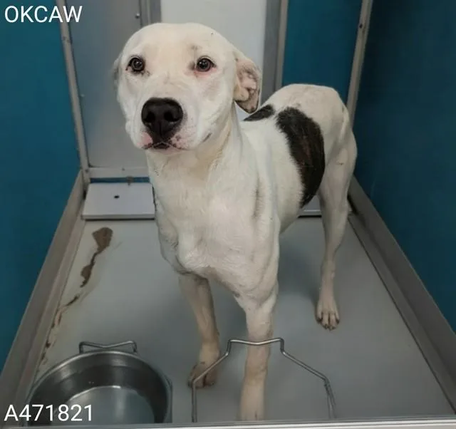 A young large-sized female Pit Bull Terrier dog named Gabby for adoption in Oklahoma City, OK