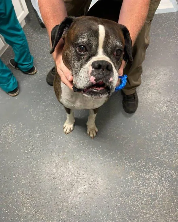 An adult large-sized male Boxer dog named Roscoe for adoption in Morristown, TN