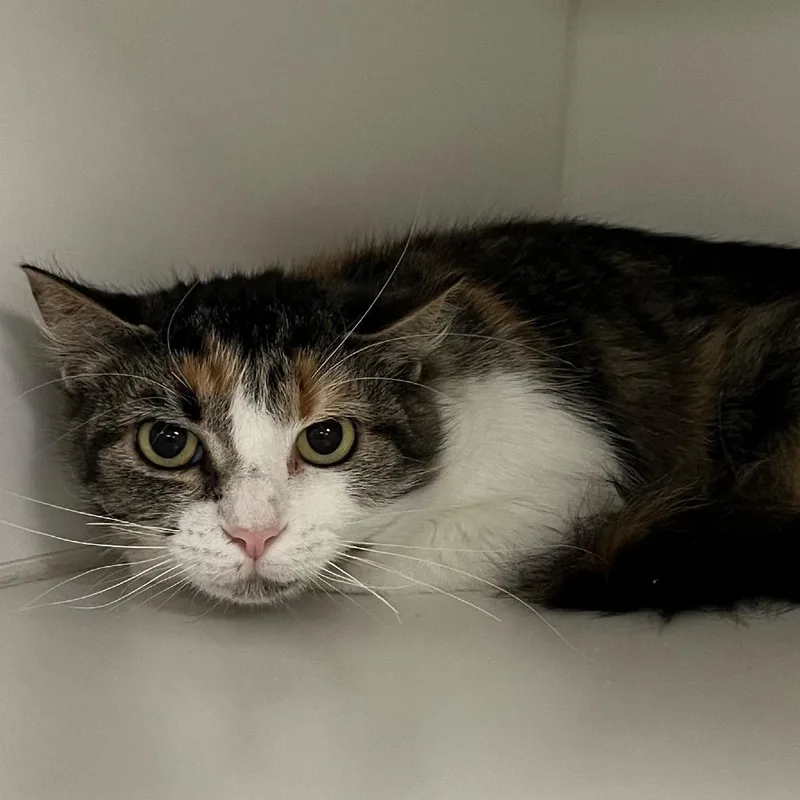 A young small-sized female Calico Domestic Short Hair cat named Sarah for adoption in New York, NY