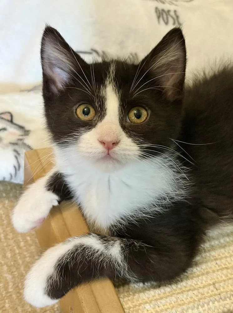 A baby small-sized male Black & White / Tuxedo Domestic Short Hair cat named Hook for adoption in O'Fallon, MO