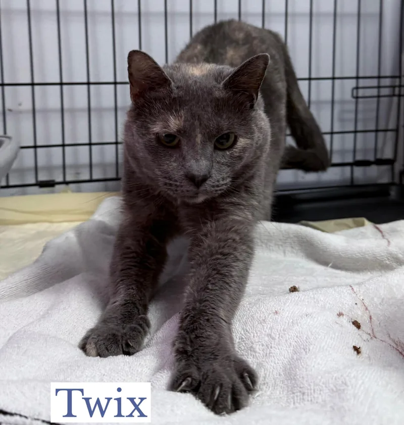 An adult medium-sized female Dilute Tortoiseshell Domestic Short Hair cat named Twix for adoption in Berkeley Springs, WV