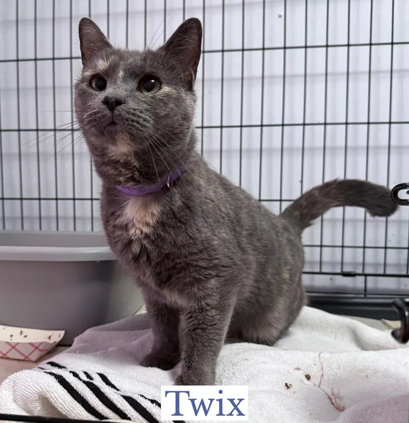 Twix thumbnail 2