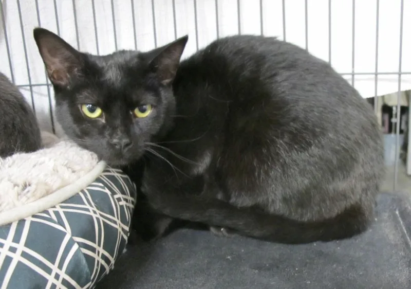 A young medium-sized female Black Domestic Short Hair cat named Amelia for adoption in Richmond, VA