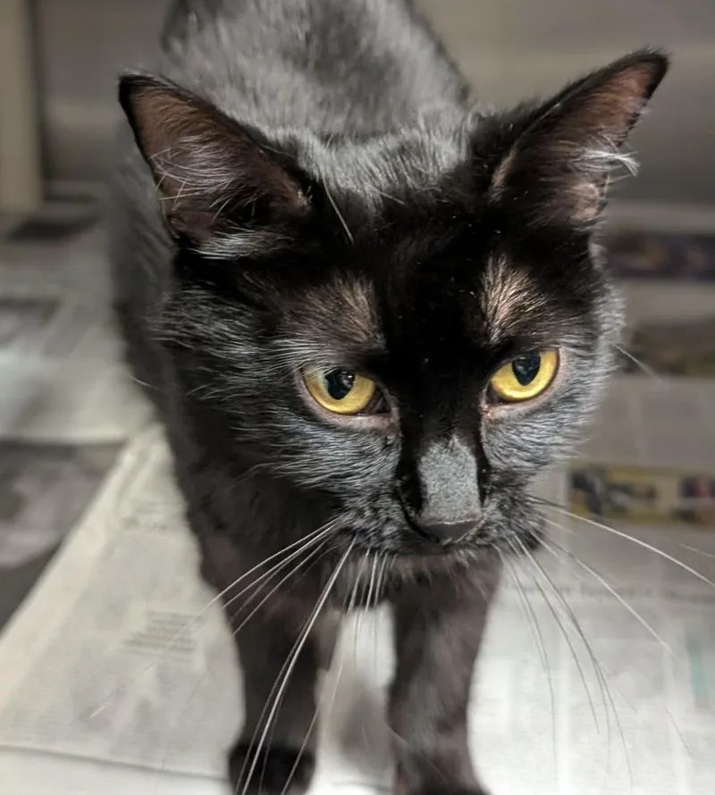 A young large-sized female Black Domestic Short Hair cat named Blair for adoption in Springfield, IL