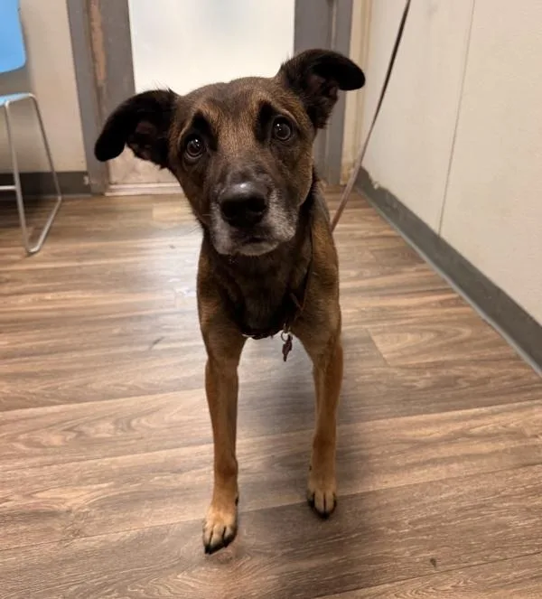 An adult large-sized male Shepherd dog named Nemo for adoption in San Diego, CA