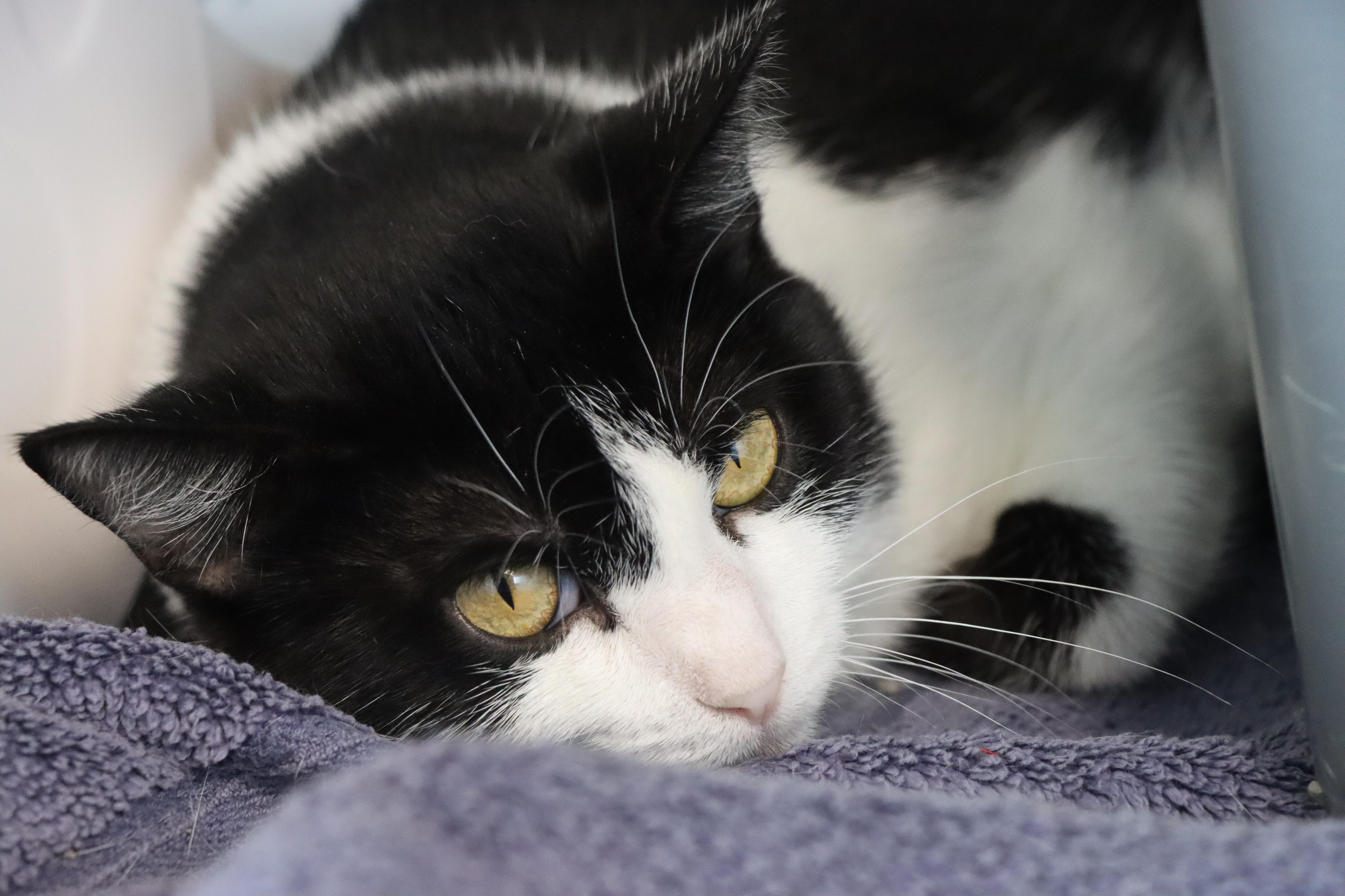 An adult medium-sized female Domestic Short Hair cat named Myka for adoption in House Springs, MO