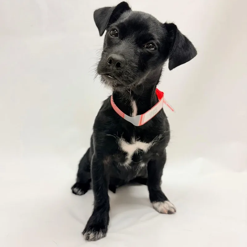 A baby small-sized female Chihuahua dog named Wren for adoption in Parker, CO