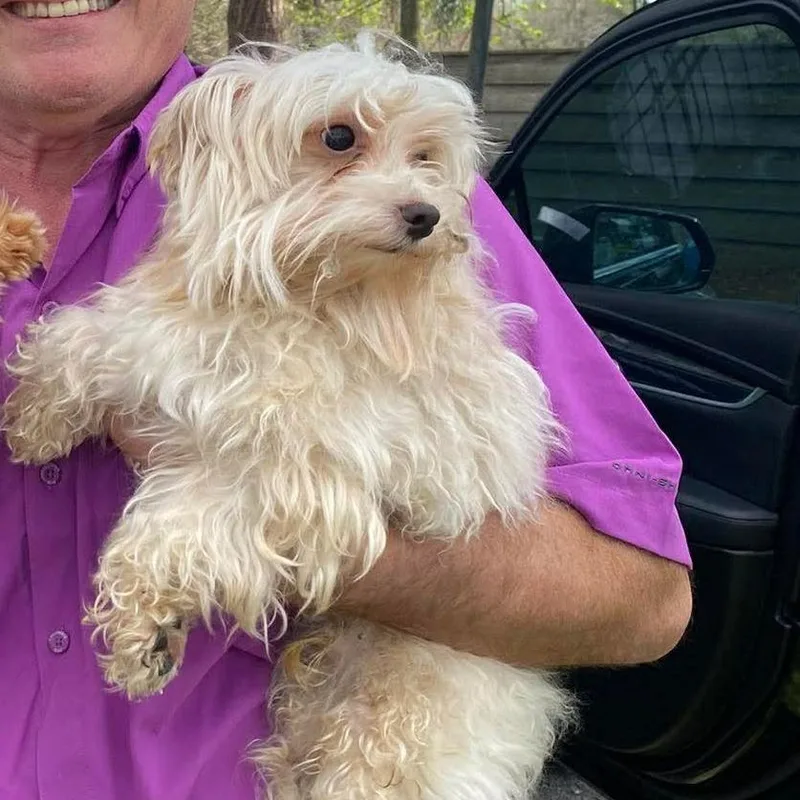 Blondito thumbnail 2