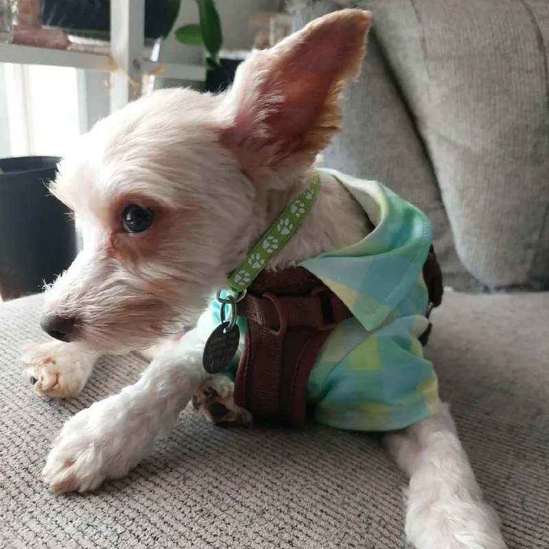 Blondito thumbnail 3