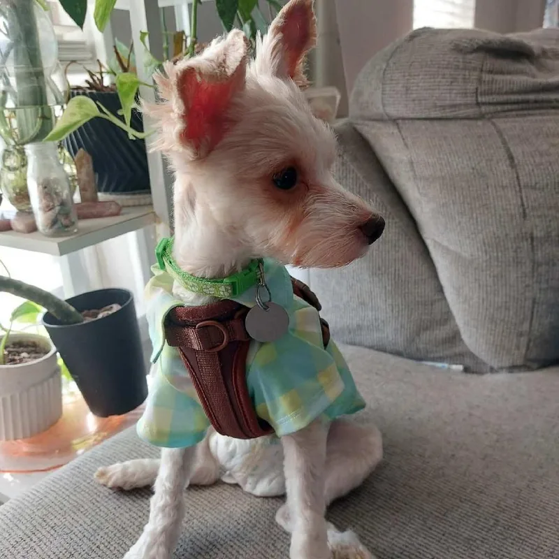 Blondito thumbnail 4