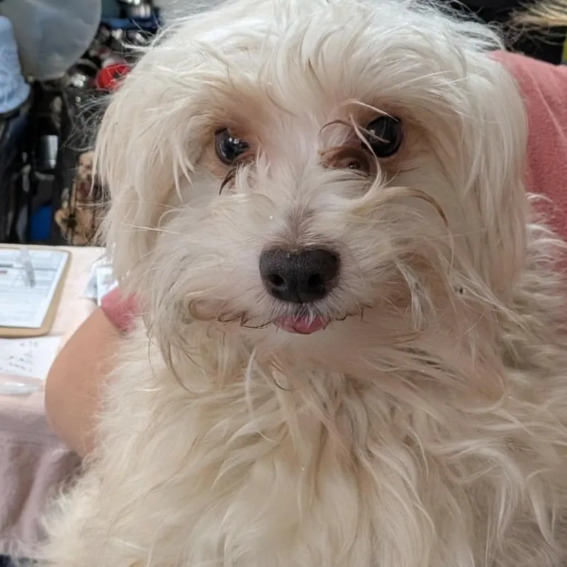 Blondito thumbnail 5