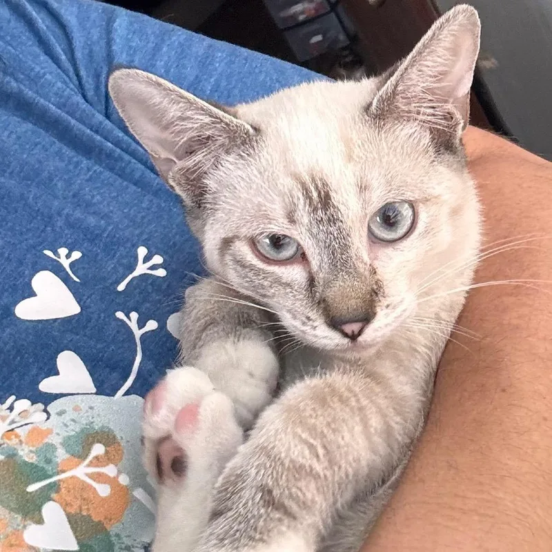 Yoda
