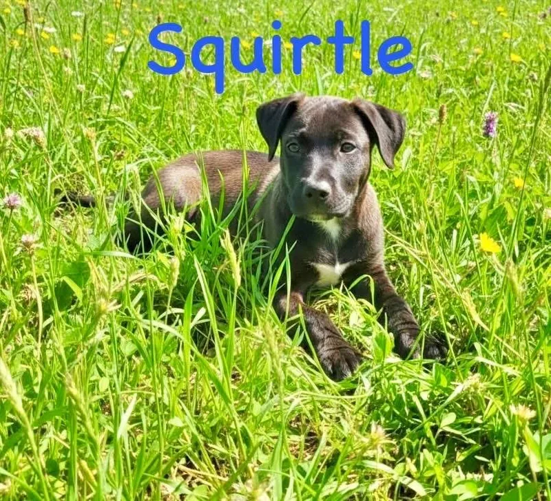 A baby medium-sized male Black Terrier dog named Squirtle for adoption in Semmes, AL