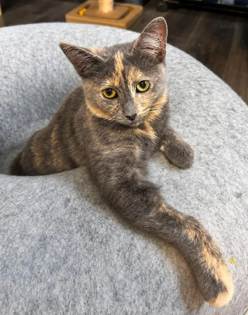 A baby medium-sized female Domestic Short Hair cat named Kinzy for adoption in Warren, MI
