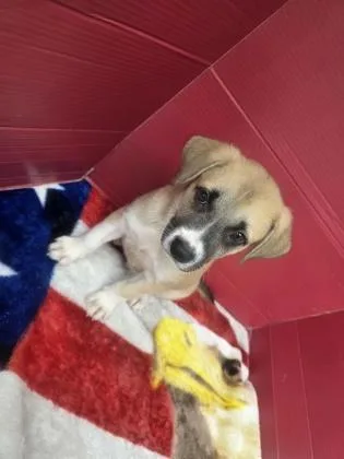 A baby medium-sized male Mixed Breed dog named Geoffrey for adoption in Houston, TX