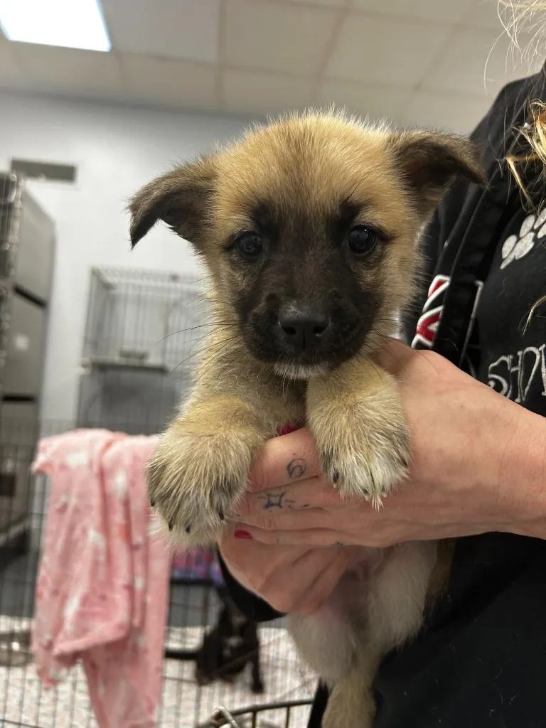 A baby large-sized female Mixed Breed dog named Margarette for adoption in Thousand Oaks, CA