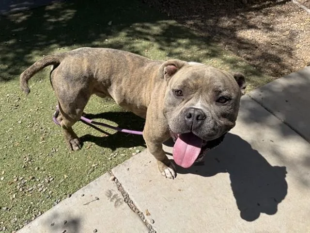 A young large-sized male American Bulldog dog named Brick for adoption in Phoenix, AZ