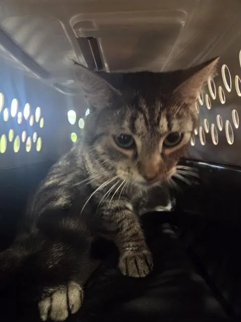 A young medium-sized female Domestic Short Hair cat named Kari for adoption in Louisville, KY