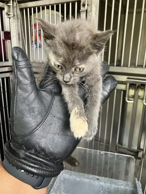 A baby small-sized female Domestic Short Hair cat named Blue for adoption in Dallas, TX
