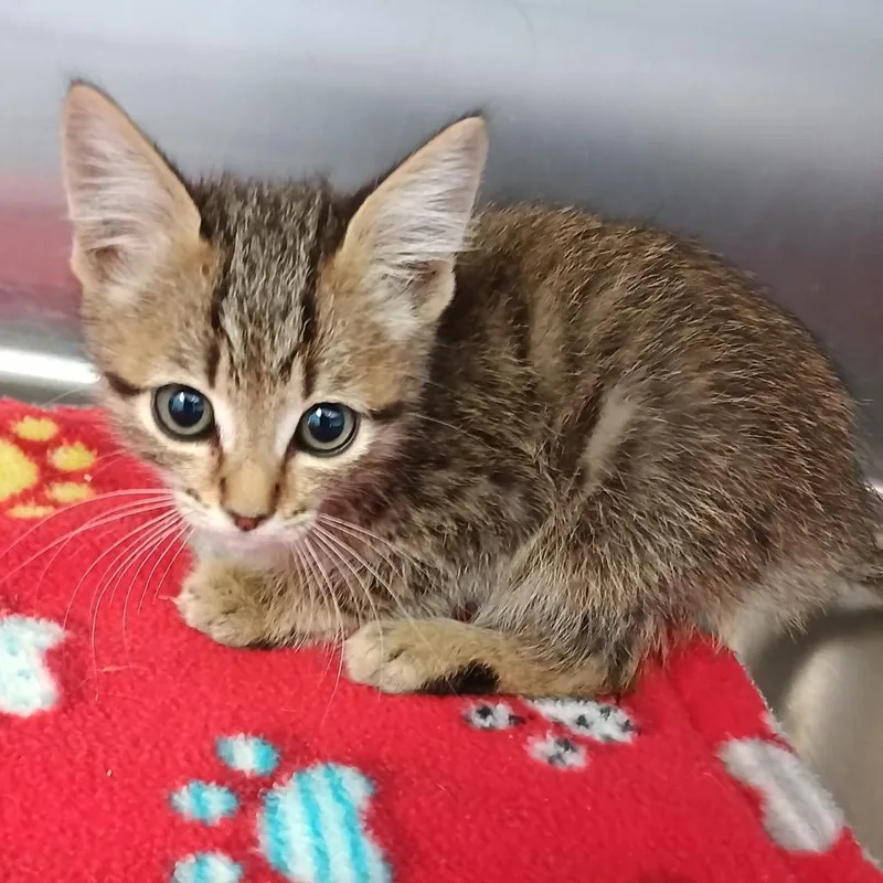 A baby medium-sized male Tabby (Brown / Chocolate) Domestic Short Hair cat named Wendell for adoption in Grass Valley, CA