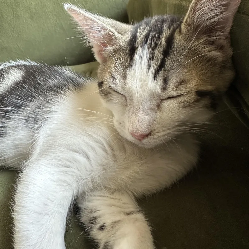 A baby medium-sized female Domestic Short Hair cat named Blissey for adoption in Davis, CA