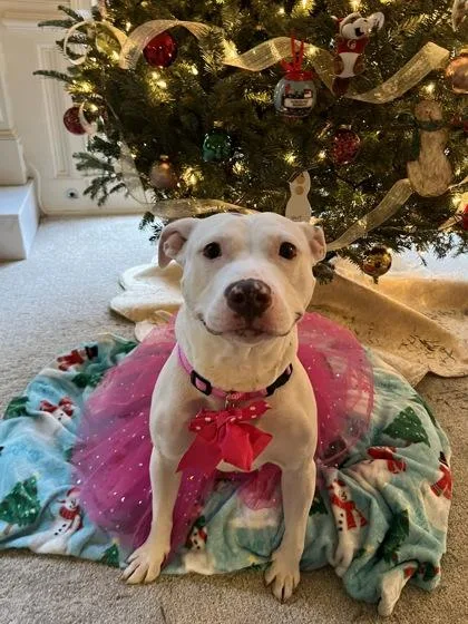 An adult medium-sized female Mixed Breed dog named Topanga for adoption in Chamblee, GA