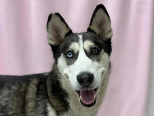An adult large-sized female Siberian Husky dog named Chanel for adoption in Portland, OR