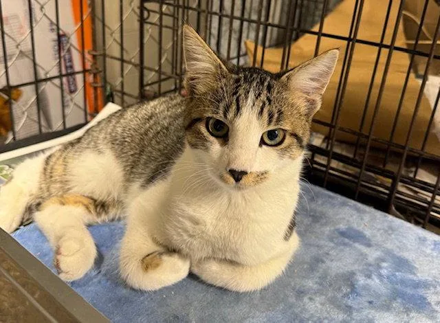 A young medium-sized male Domestic Short Hair cat named Nick for adoption in Apollo, PA