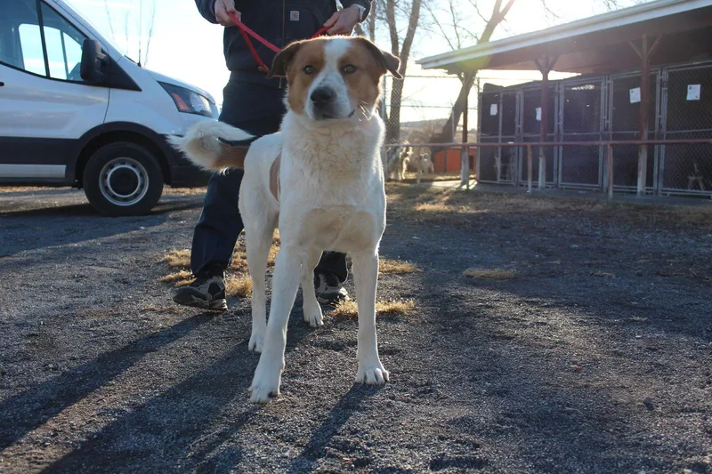 An adult large-sized male Border Collie dog named Billy Bob for adoption in Las Vegas, NM