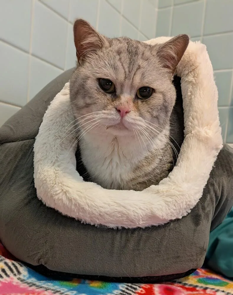An adult medium-sized male Cream / Ivory Domestic Short Hair cat named Mozart for adoption in Duxbury, MA